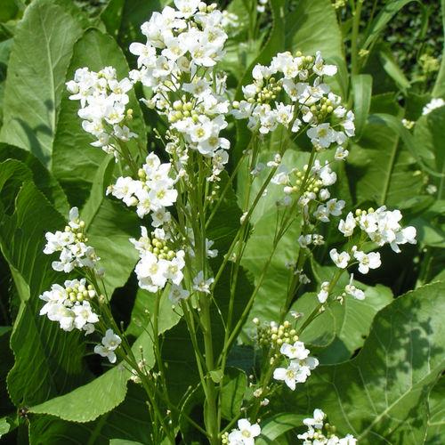 Horseradish Flower